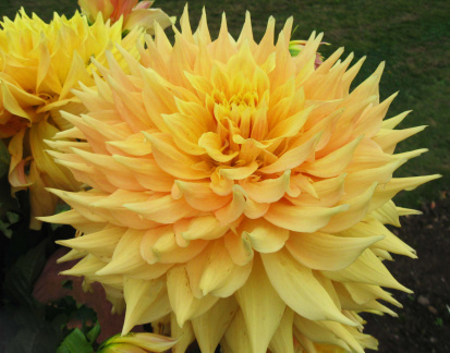 Dahlia ' YAMABIRAKI '  (G.D.)  Konishi  Jap.  1999  National Dahlia Collection, Cornwall   (David Brown)